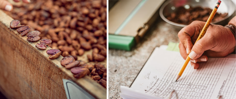 Contrôle qualité d'un lot de fèves de cacao produit