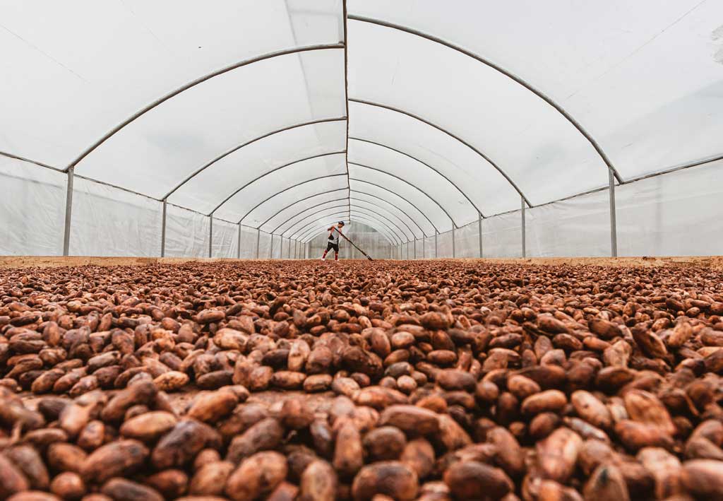 Cacao sèche dans un séchoir solaire en Équateur
