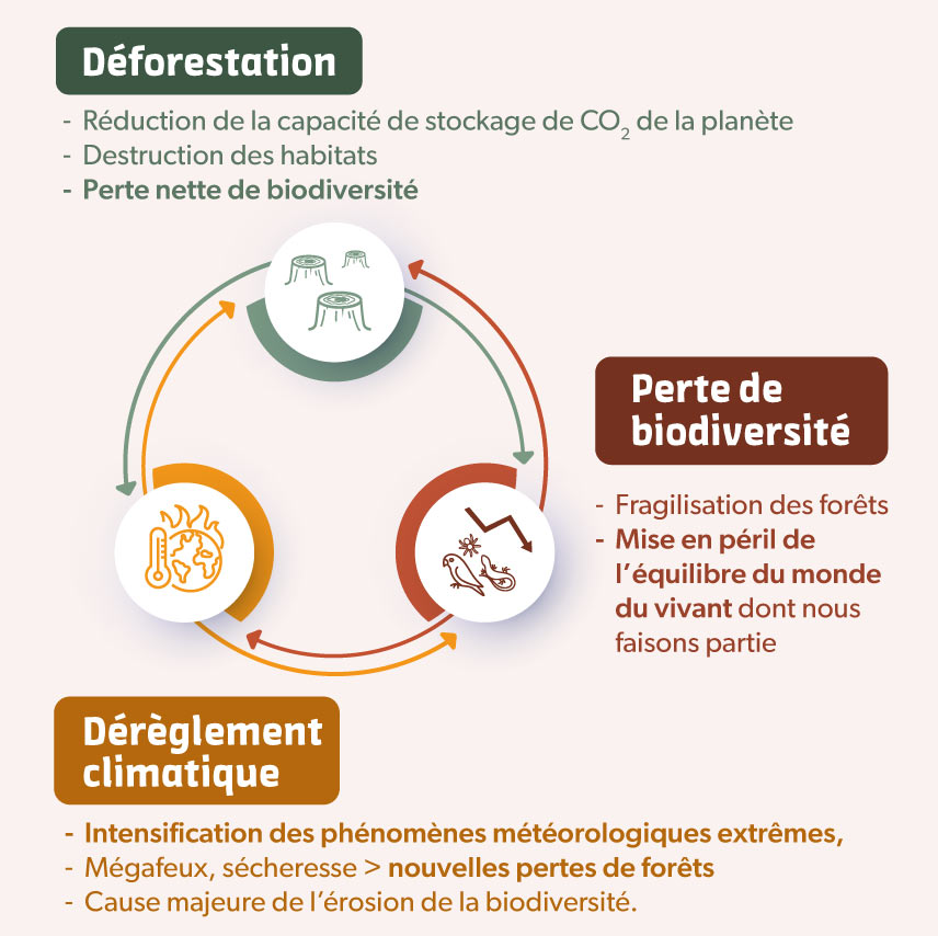 schéma représentant les impacts de la déforestation sur le dérèglement climatique et la perte de biodiversité