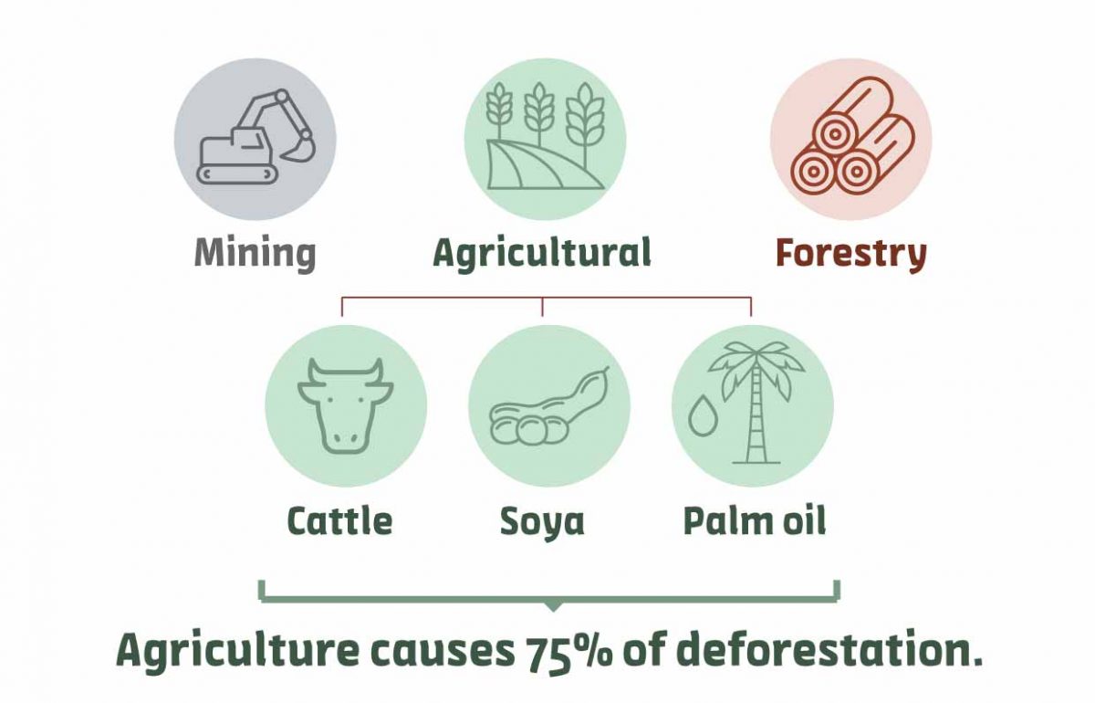 Agriculture causes 75% of deforestation