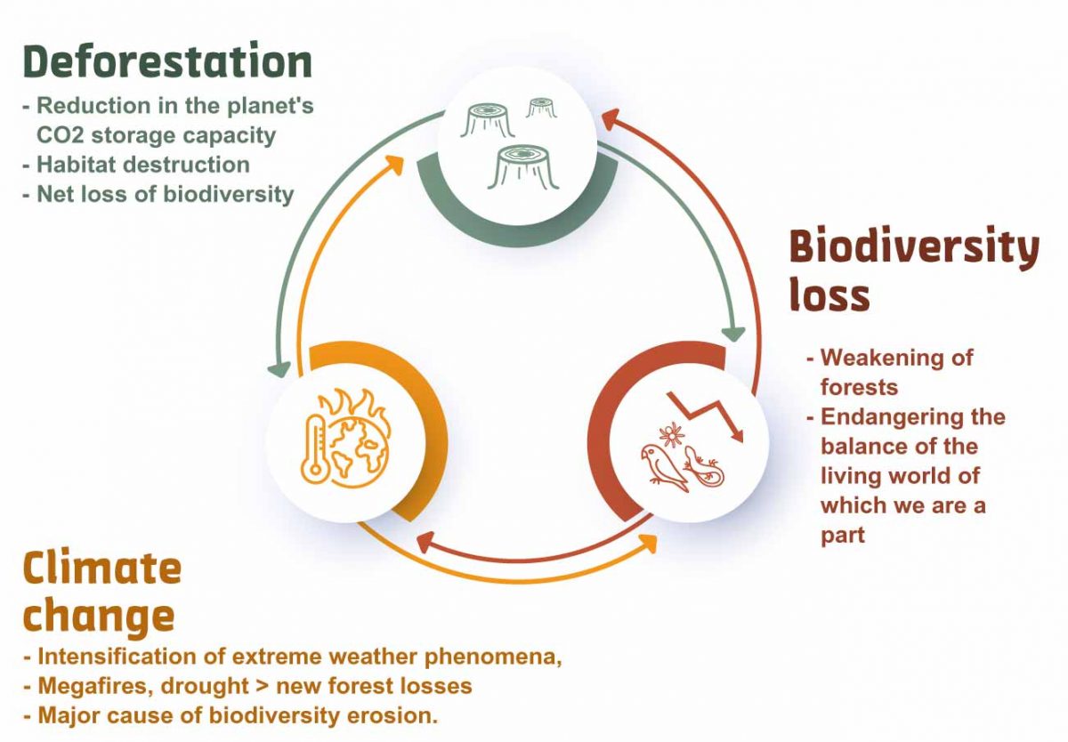 Diagram-link-between-deforestation-climate-change-biodiversity-loss