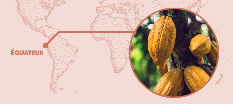 Position de l'Équateur et cabosses de cacao nacional