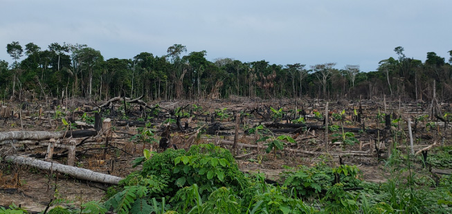 La déforestation constatée en Équateur (Novembre 2023)