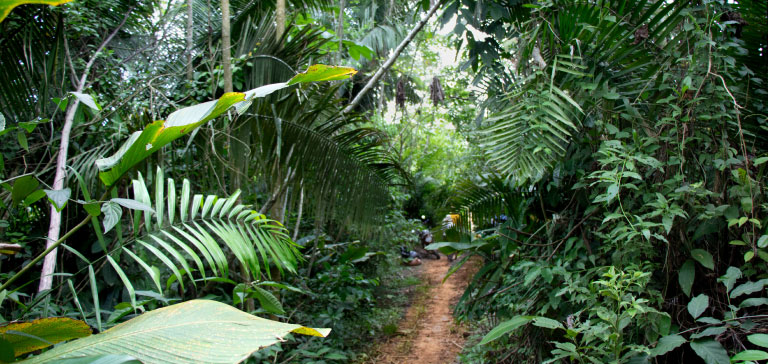 Forêt au Pérou