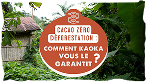 Cacao zéro déforestation : comment Kaoka vous le garantit ?